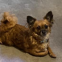 Nevada - Chihuahua