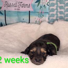 Johnny - Chocolate and tan male Dachshund puppy in Kempner, Texas from Russell Farms Dachshund