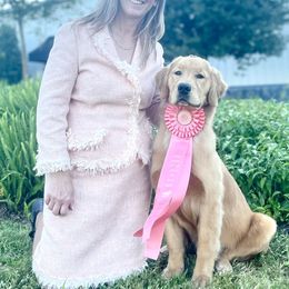 Golden Retriever Puppies from Sonador Golden Retrievers