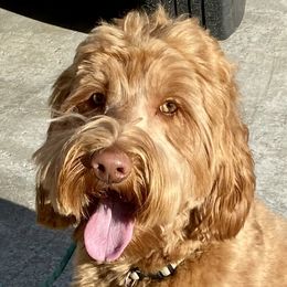 Reba - Australian Labradoodle
