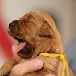 Anne - Golden female Golden Retriever puppy in Payette, Idaho from Stonewick Retrievers