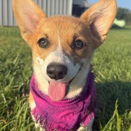 Idgie - Fawn female Pembroke Welsh Corgi puppy in Hillsboro, Ohio from Prairie and Pine Pembrokes