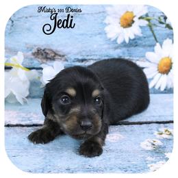 JEDI - AKC Registered - Black and tan male Dachshund puppy in Graceville, Florida from Misty's 101 Doxies
