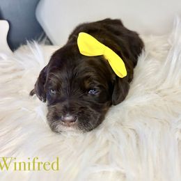 Winifred - Chocolate female Australian Labradoodle puppy in Ponchatoula, Louisiana from Cajun Land Doodles