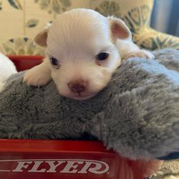 Mushroom - White male Chihuahua puppy in Red Bluff, California from Aye Chihuahua