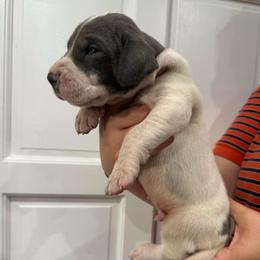 Alex Warren - Blue and white male Great Dane puppy in Florida from Beachside Kennels