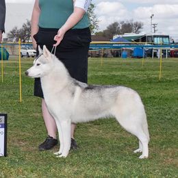 Hayley - Siberian Husky