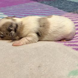 Stuart - White male Chihuahua puppy in Seneca, Missouri from Stephanie’s Puppy Colony