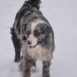 Australian Shepherds, Miniature American Shepherds, Miniature Australian Shepherds, and Toy Australian Shepherds from Texas Bluebonnet Herders