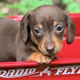 Waggles aka Penny - Chocolate and tan female Dachshund puppy in Hendersonville, North Carolina from Snarky Doxy Miniature Dachshunds