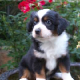 Ava - Black tri female Miniature American Shepherd puppy in Atwood, Illinois from Buck-Run Puppies