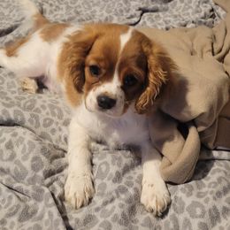 Patrick - Blenheim Cavalier King Charles Spaniel puppy in Lake Village, Indiana from Courtney's Cavaliers