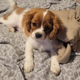 Patrick - Blenheim Cavalier King Charles Spaniel puppy in Lake Village, Indiana from Courtney's Cavaliers