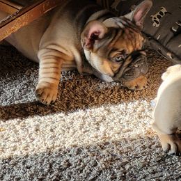 French Bulldog Puppies from 4 Leaf Frenchies