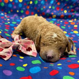Marc - Red  male Goldendoodle puppy in Camden, North Carolina from Oopsie Doodles of NC