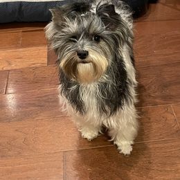 Ingrid - Biewer Terrier