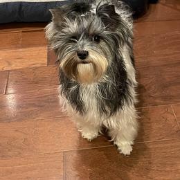 Ingrid - Biewer Terrier