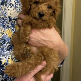 Aspen - Red  female Goldendoodle puppy in Graham, North Carolina from Geise Meadow Doodles
