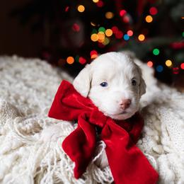 Aussiedoodle and Australian Mountain Doodle Puppies from Farmstead Doodles