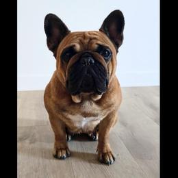 Elena - French Bulldog