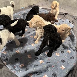 Goldendoodle Puppies from Doodles R Us
