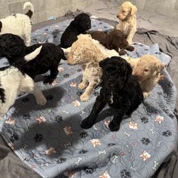 Goldendoodle Puppies from Doodles R Us