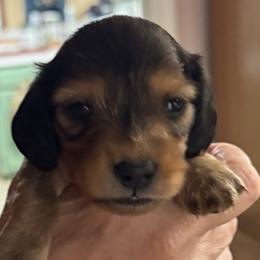 Boy 1 - Cream male Dachshund puppy in Franklin, Georgia from Lakeside Kennels of Franklin