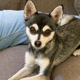 Luna - Alaskan Klee Kai