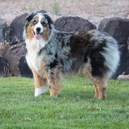 Martha - Australian Shepherd