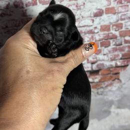 Otto - Black male Shih Tzu puppy in Ocala, Florida from Mimi's Shih-tzus of Ocala