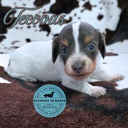 TECOVAS - Blue and tan male Dachshund puppy in Columbia, Louisiana from Diamond 5R Ranch AKC & CKC Miniature Dachshunds