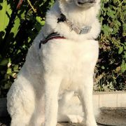 Kuvaszok from Nila Kuvasz