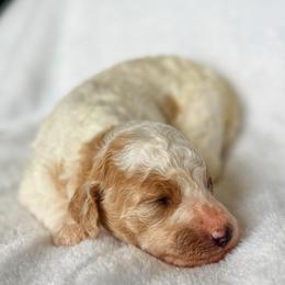 Joy - Parti female Goldendoodle puppy in Urbana, Illinois from ZaraDoodles