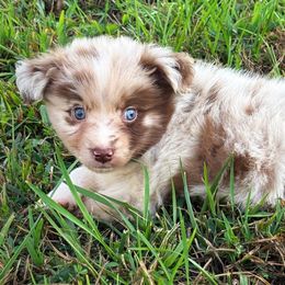 Miniature American Shepherd, Miniature Australian Shepherd, and Toy Australian Shepherd Puppies from Cooper Creek Aussies