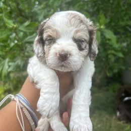 Cookie dough - Parti female Goldendoodle puppy in Tiverton, Rhode Island from South Shore Goldendoodles