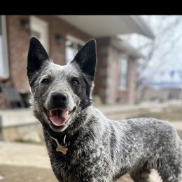 Delta - Australian Cattle Dog