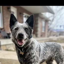 Delta - Australian Cattle Dog