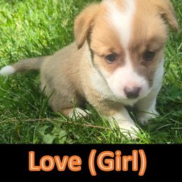 Pembroke Welsh Corgi Puppies from Dave's Corgi Ranch