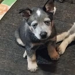 Sassy - Blue female Australian Cattle Dog puppy in Morgantown, West Virginia from Hilltop Heelers