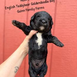Hash Brown English Teddybear - Black male Goldendoodle puppy in Grove, Oklahoma from Guinn Family Farms