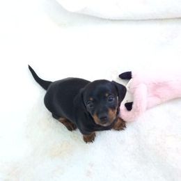 Dachshund Puppies from White River Valley Kennel