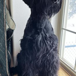 Giant Schnauzers from Schnauzer Paw Homestead
