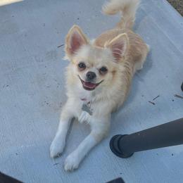 Rayna Jaymes PET ONLY - Cream female Chihuahua puppy in Augusta, Georgia from Sophia Jade's Chi Brigade