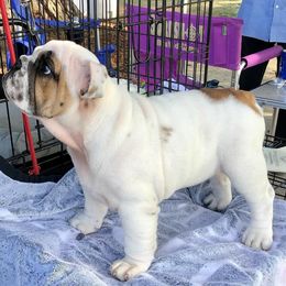 Bulldog Puppies from Big Pine Bulldogs