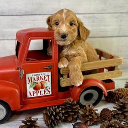 Los Angeles - Red  male Goldendoodle puppy in Haltom City, Texas from Ohana Doodles