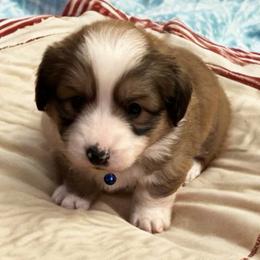 Pembroke Welsh Corgis from Barkleyville Corgis