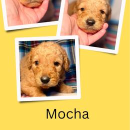 Mocha - Apricot female Goldendoodle puppy in Bluefield, Virginia from Love on a Leash