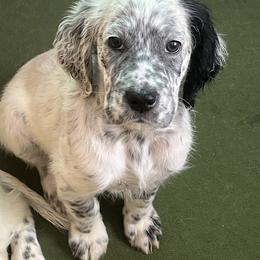 Blaze - Blue belton female English Setter puppy in Windham, Connecticut from McFella’s Gun Dogs