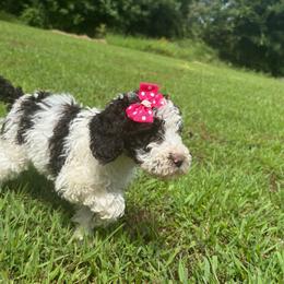 Cleopatra - Parti female Labradoodle puppy in Camden, North Carolina from Oopsie Doodles of NC