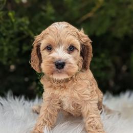 Harvey - Buff and white male Cockapoo puppy in Salt Lake City, Utah from Utah Cocker Spaniels